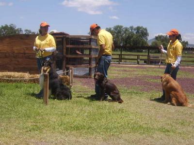 ADIESTRAMIENTO CAN&Igrave;NO