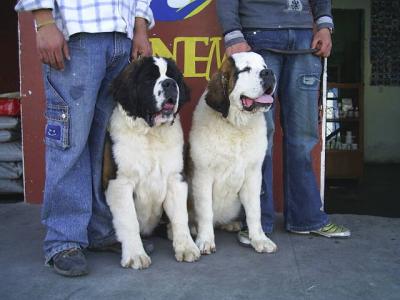 GRAN PRE VENTA DE CACHORROS